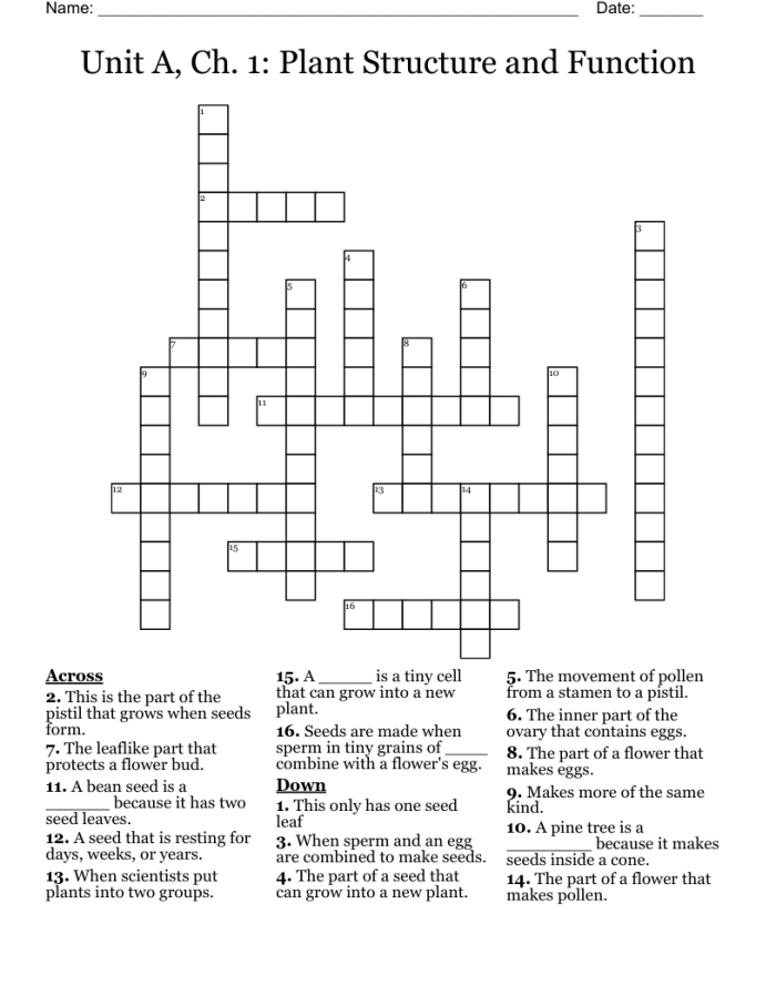 First grade plant parts crossword puzzle worksheet about botanical anatomy
