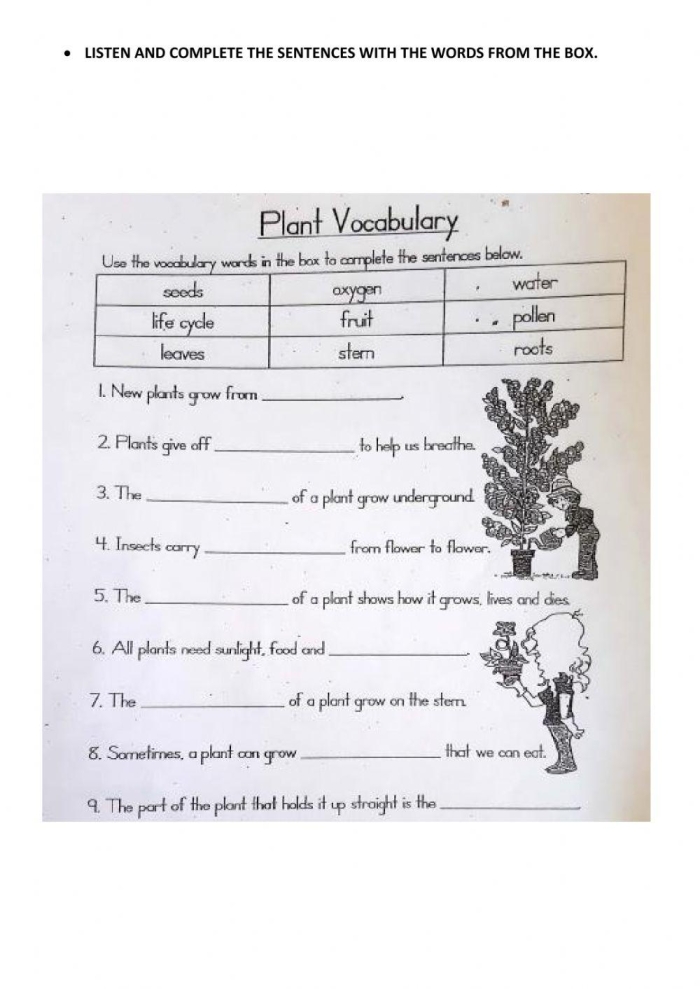 Plant anatomy and botanical terms review for elementary science class Fourth grade students learning plant parts and vocabulary with labeled diagram