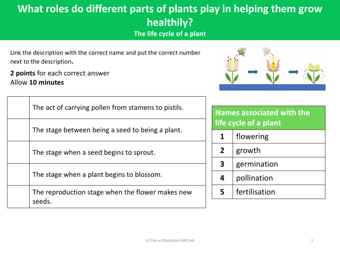 Plant Parts Vocabulary Worksheet for Fourth Grade Students 11 Fourth grade worksheet featuring a labeled diagram of plant parts for vocabulary practice