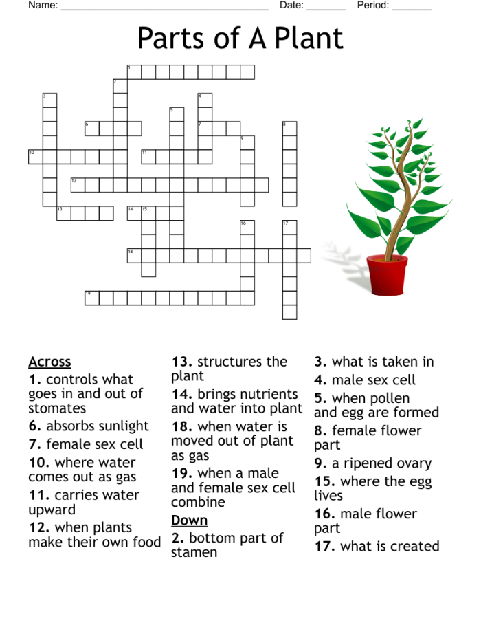 First grade students completing a plant parts crossword puzzle worksheet with clues about roots stems leaves and flowers