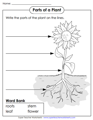 Colorful worksheet featuring a fun word scramble about the parts of a plant for first graders