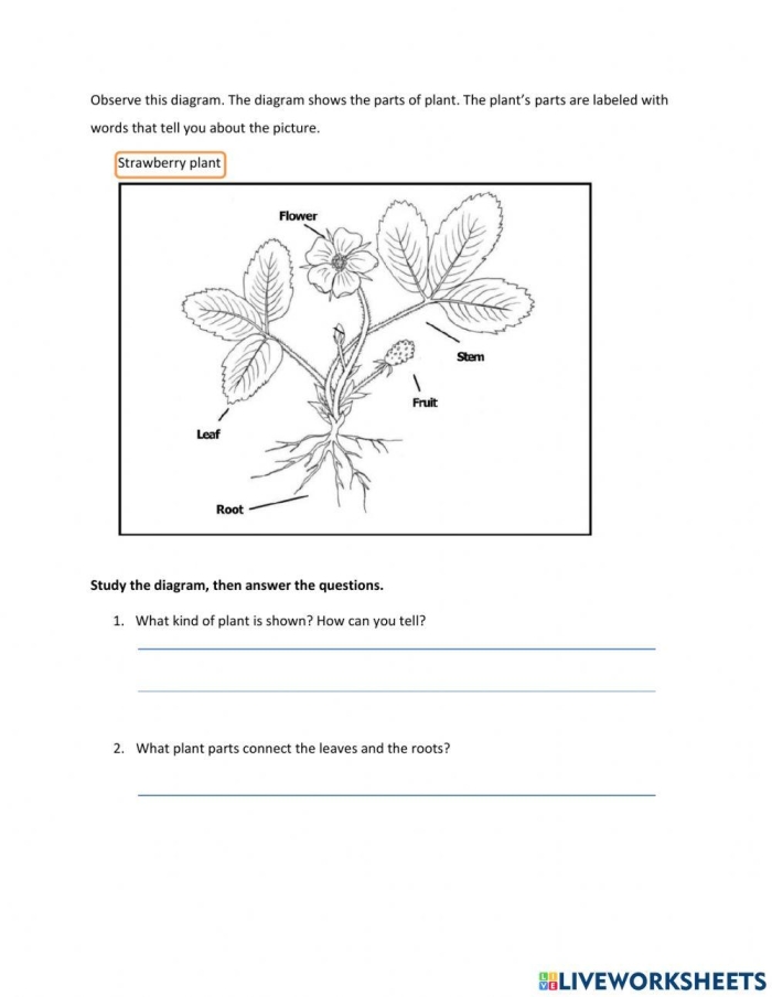 Worksheet featuring a fun word scramble for identifying parts of a plant