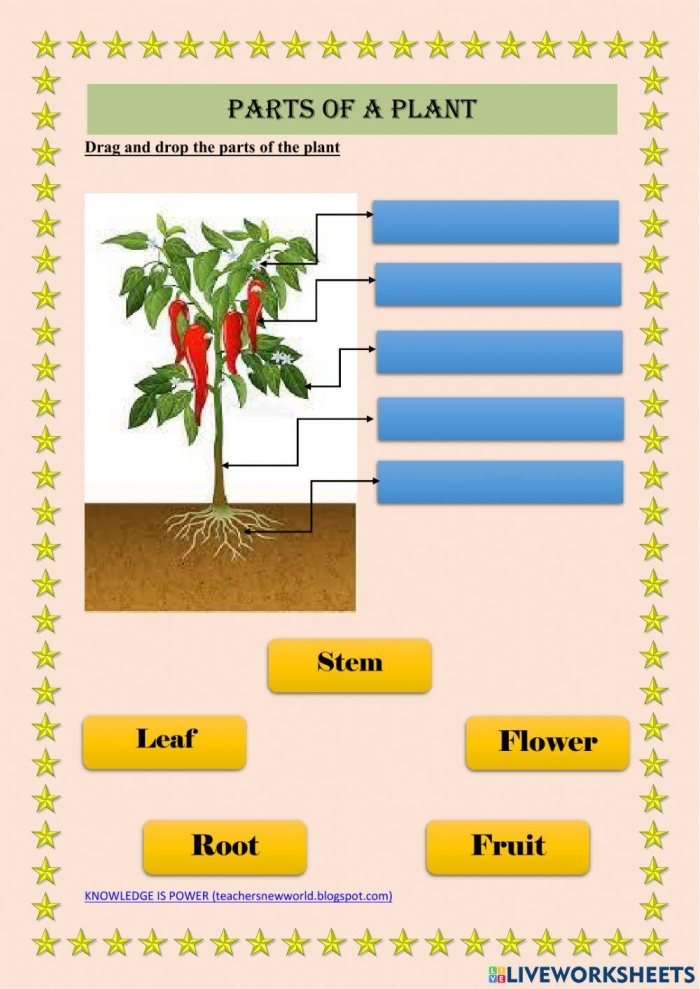 First grade student working on a plant parts vocabulary word scramble worksheet