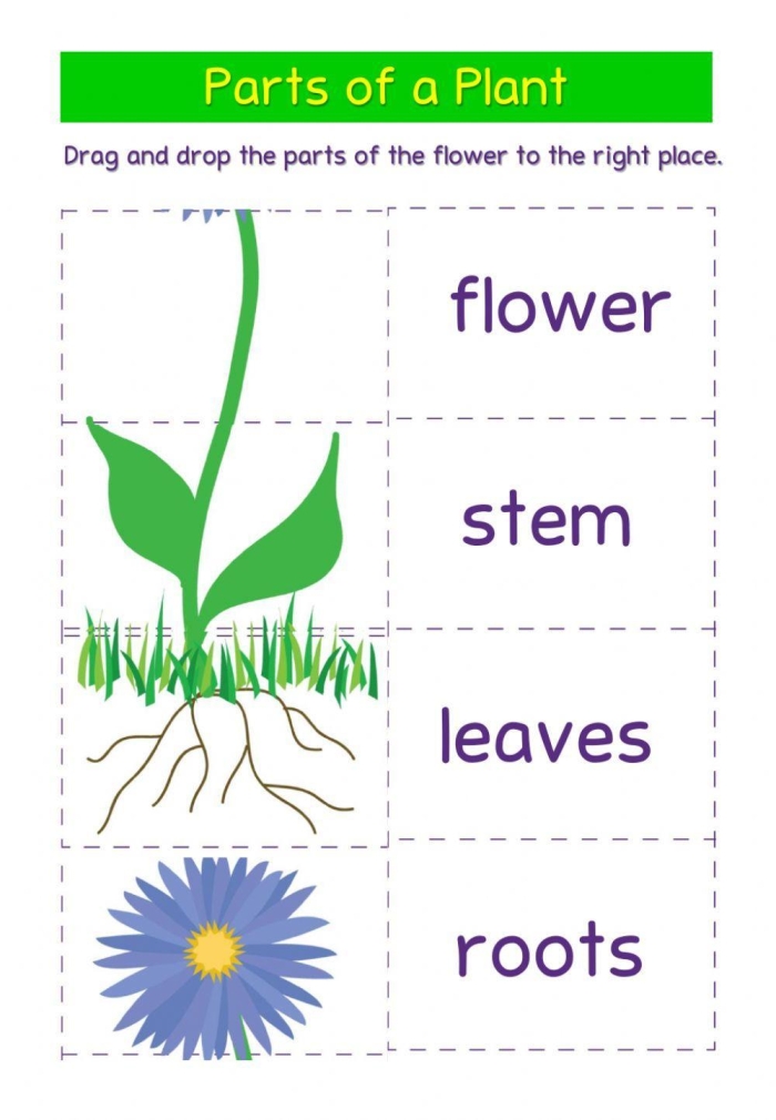 First grade students unscrambling vocabulary words to identify plant parts on a colorful worksheet