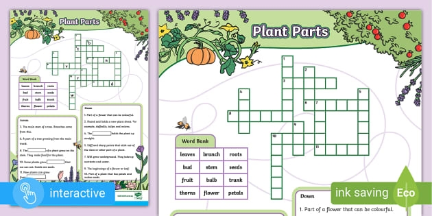 First grade plant parts crossword puzzle worksheet featuring educational diagrams