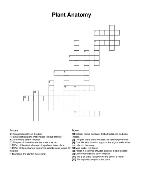 First grade students solving a plant parts crossword puzzle worksheet with clues about roots, stems, leaves, and flowers