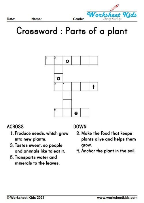 First grade plant parts crossword puzzle worksheet with clues about roots, stems, leaves, and flowers