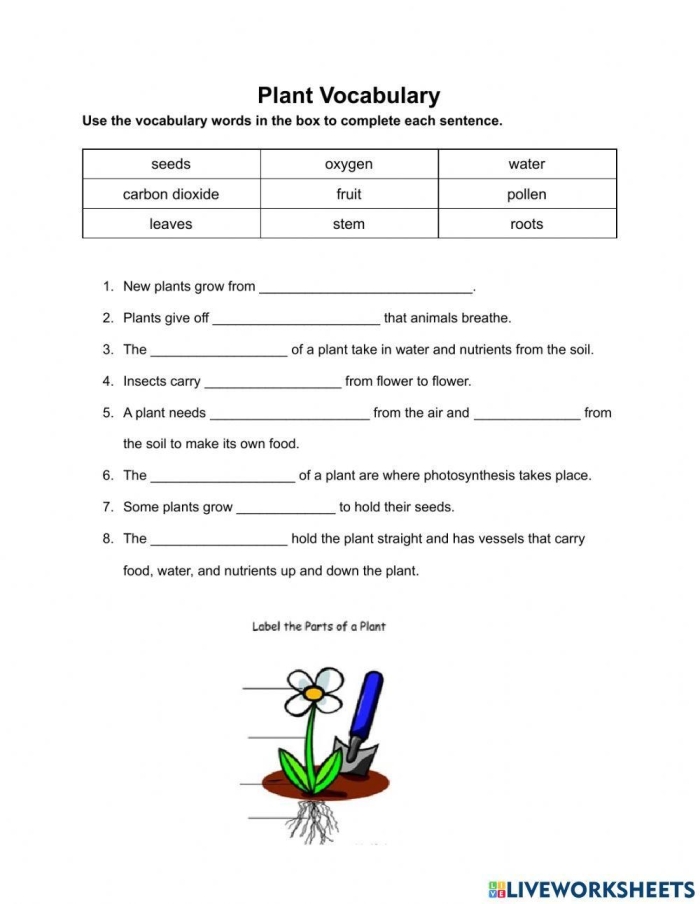 Plant Vocabulary Worksheet Number 21 for Fourth Grade Science Fourth grade plant parts diagram and vocabulary worksheet for students