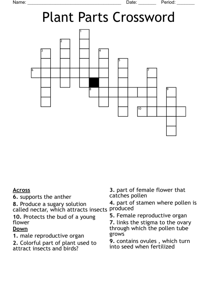 First grade student solving a plant parts crossword puzzle worksheet about botanical functions