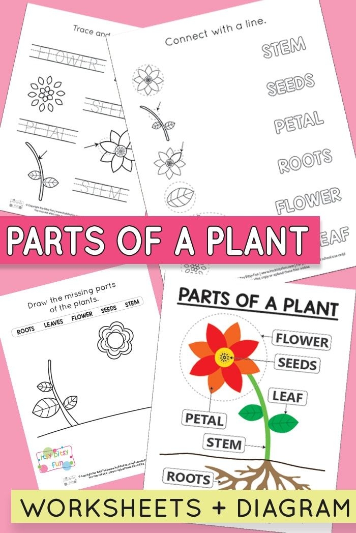 Parts of a Plant worksheet featuring a fun word scramble activity for first graders