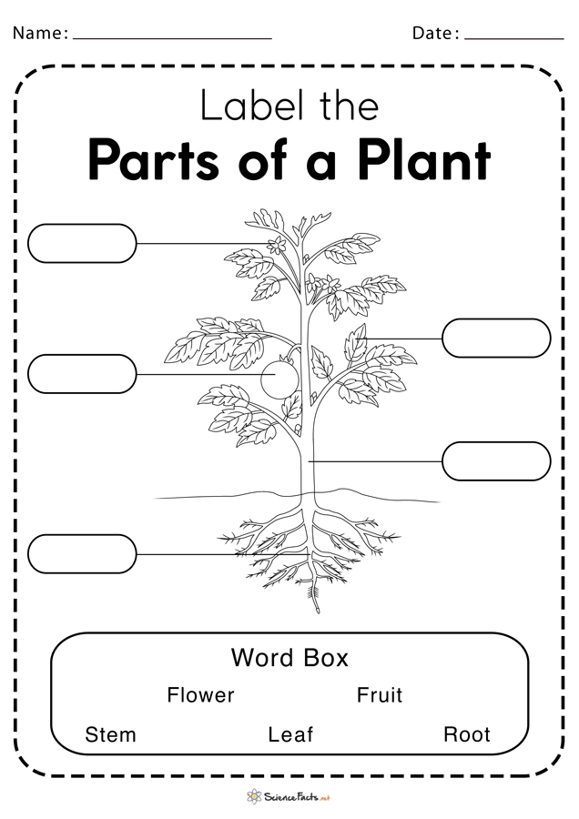 First grade worksheet featuring a fun word scramble activity to identify parts of a plant