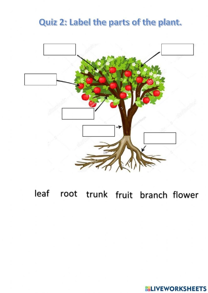 Fourth grade students answering questions on a printed plant quiz worksheet