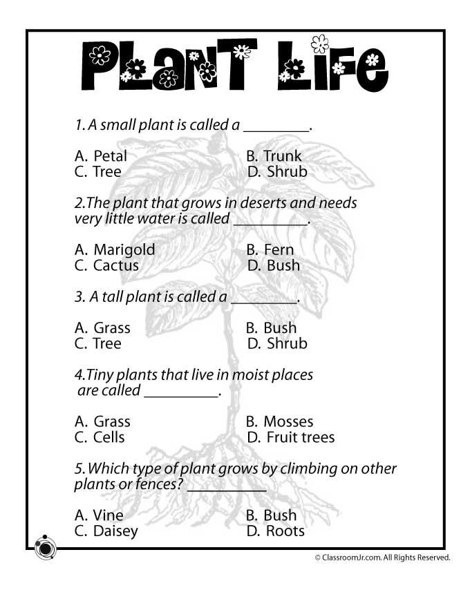 Fourth grade students completing a fun plant quiz worksheet about botanical science