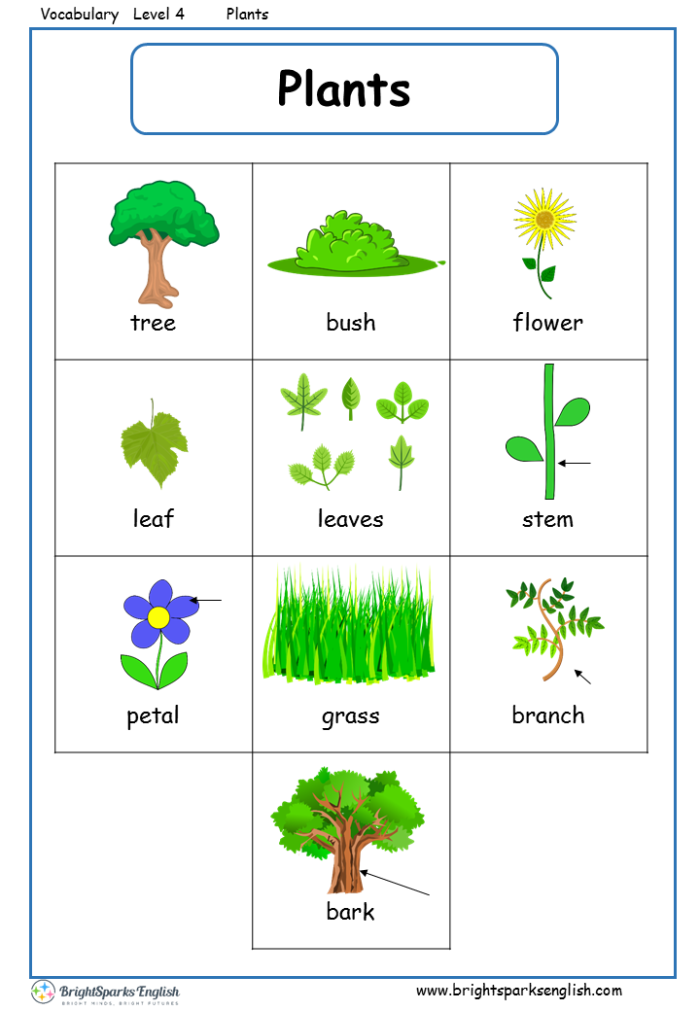 Plant Parts and Biology Terms Review for Elementary Learners Fourth grade students learn plant parts and vocabulary with labeled diagram and definitions