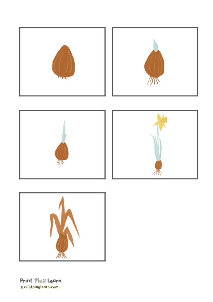 Colorful Plant Life Cycle Flash Cards designed for Kindergarten students to enhance counting and sequencing skills