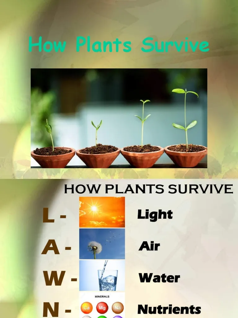 Ratios and Proportions worksheet for Kindergarten Colorful Plant Survival worksheet designed for kindergartners to learn about plant growth essentials. Engaging activity for young learners exploring ratios and proportions in botany.