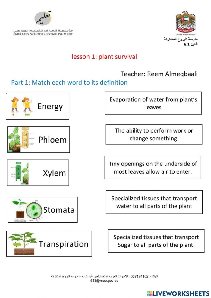 Worksheet image illustrating key elements for plant growth in a fun and engaging way for young learners Colorful Plant Survival worksheet designed for kindergarten students to learn about plant growth essentials