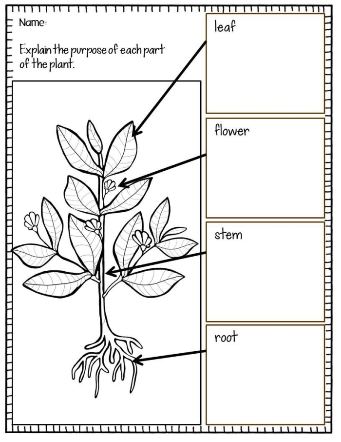 Plant Vocabulary Worksheet Number 22 for Fourth Grade Science Fourth grade science worksheet featuring diagrams and key definitions of plant parts