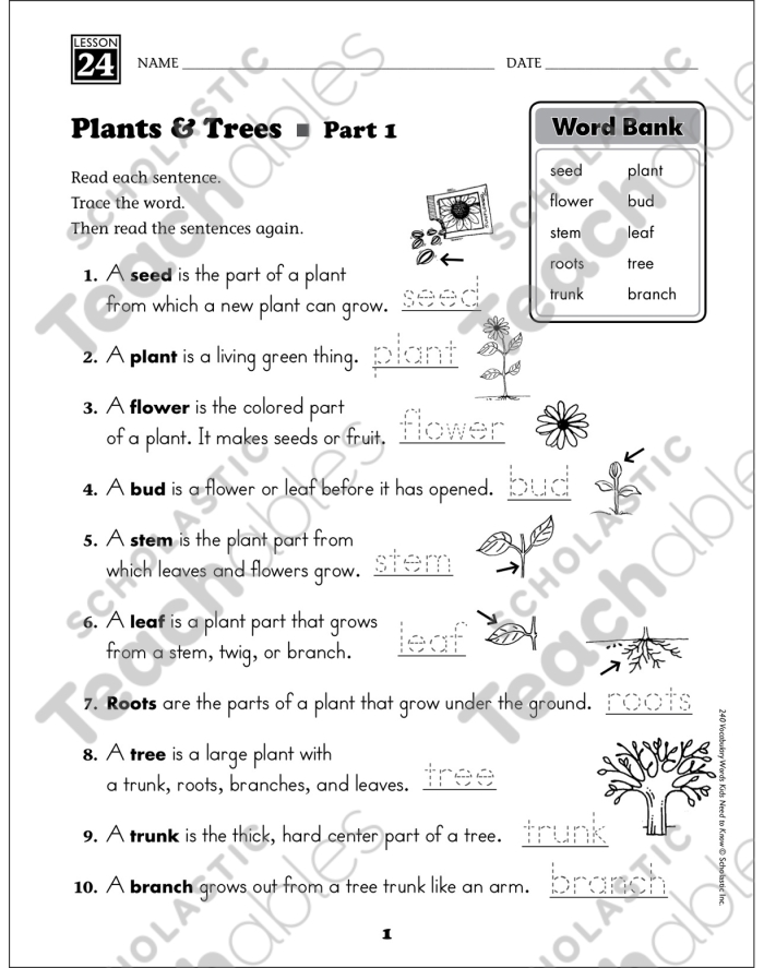 Plant parts vocabulary educational page for fourth graders Fourth grade student worksheet featuring labeled diagrams and plant vocabulary terms