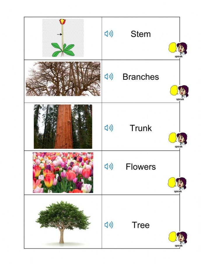 Plant Parts and Vocabulary Review for Young Botanists Fourth grade students learning plant vocabulary with labeled diagrams of roots stems leaves and flowers