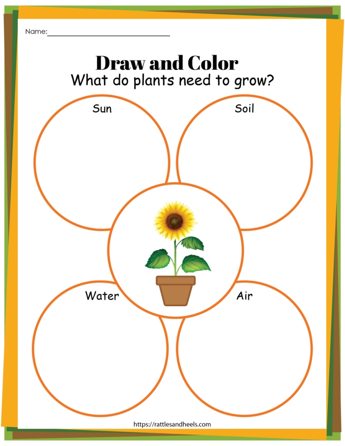 Worksheet illustrating the process of photosynthesis for kindergarten students learning about plant growth