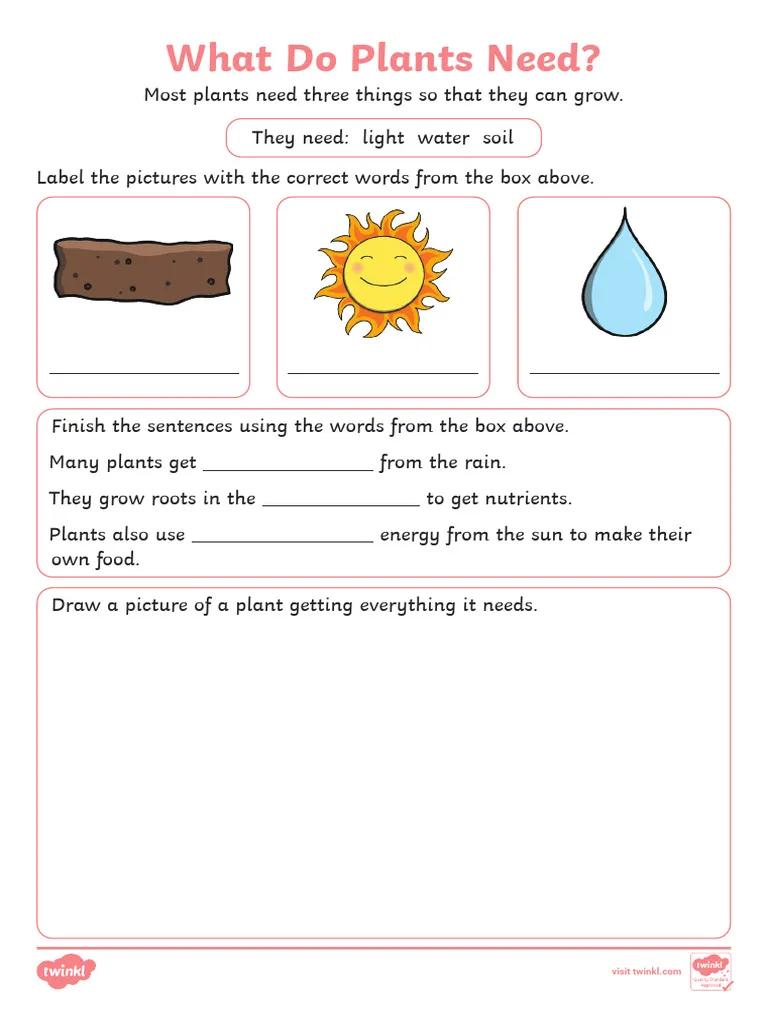 What Do Plants Need Worksheet for First Grade Science First grade worksheet featuring various items for students to identify what plants need to grow