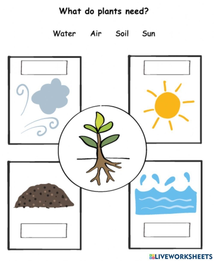 What Do Plants Need Worksheet Number 13 for First Grade Science First grade science worksheet identifying the essential elements that plants need to grow