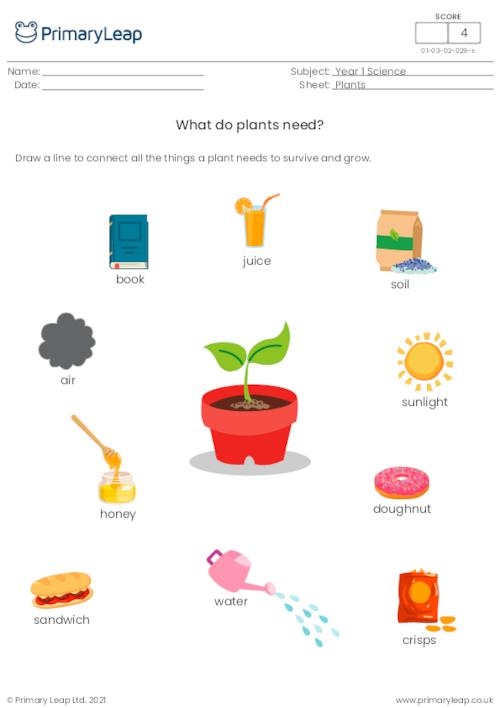 What Do Plants Need Worksheet Seventeen First grade science worksheet asking children to identify what plants need to grow