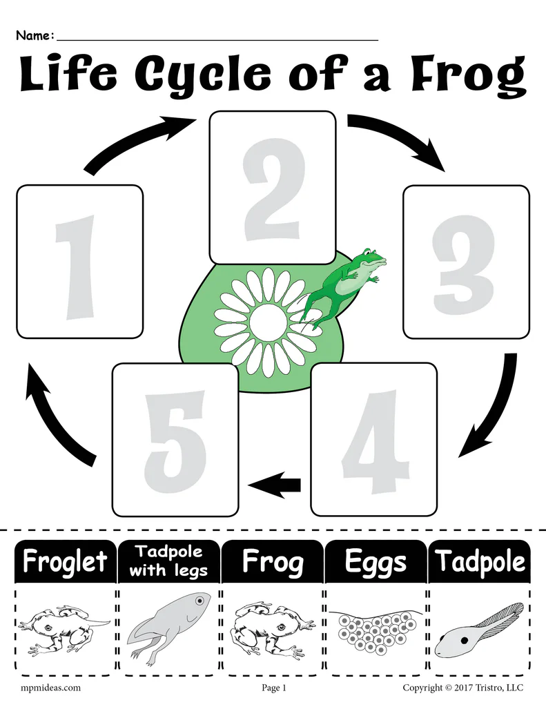 Third grade students completing a point of view science worksheet about the frog life cycle