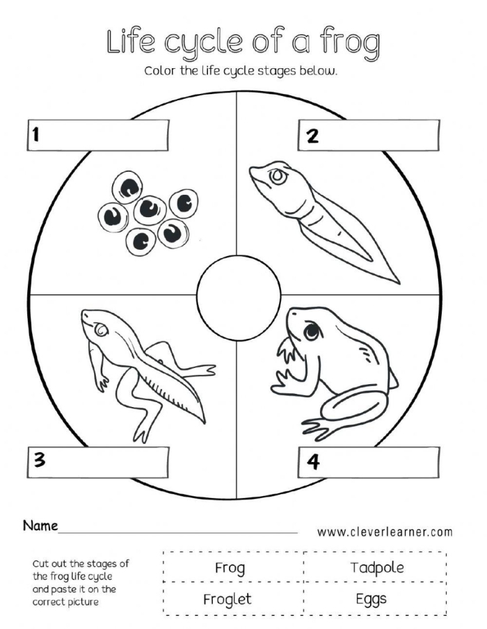 Third grade life science worksheet about the life cycle of a frog with point of view writing exercises