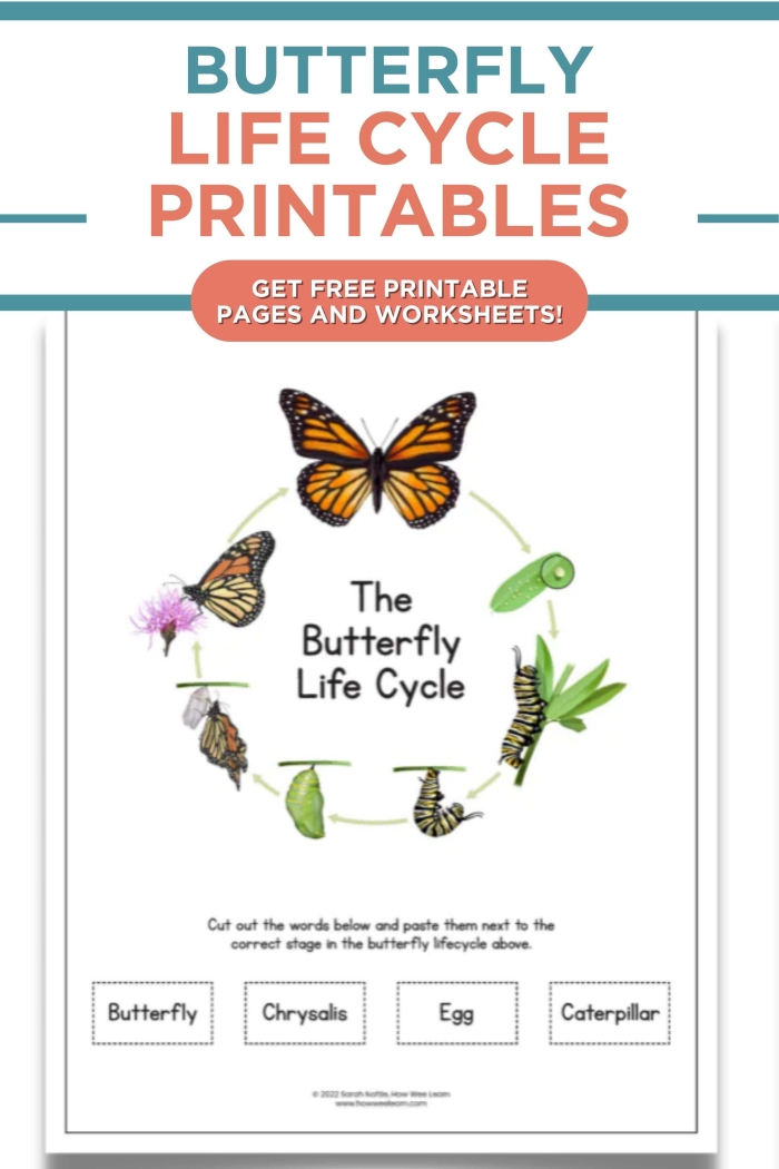 Fly, Butterfly, Fly! tracing activity for Pre-K geometry skills. Colorful worksheet image featuring butterflies tracing curved lines to fly.