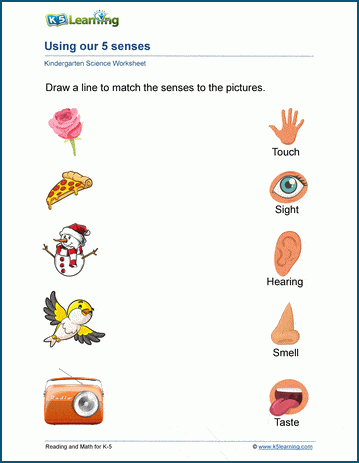 Cute worksheet for matching pictures to the five senses for Pre-K students