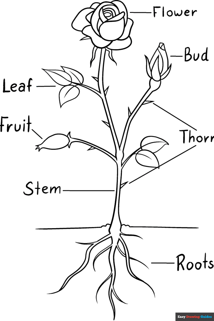 Coloring worksheet featuring roses for young children, perfect for Valentine's Day or nature-themed activities