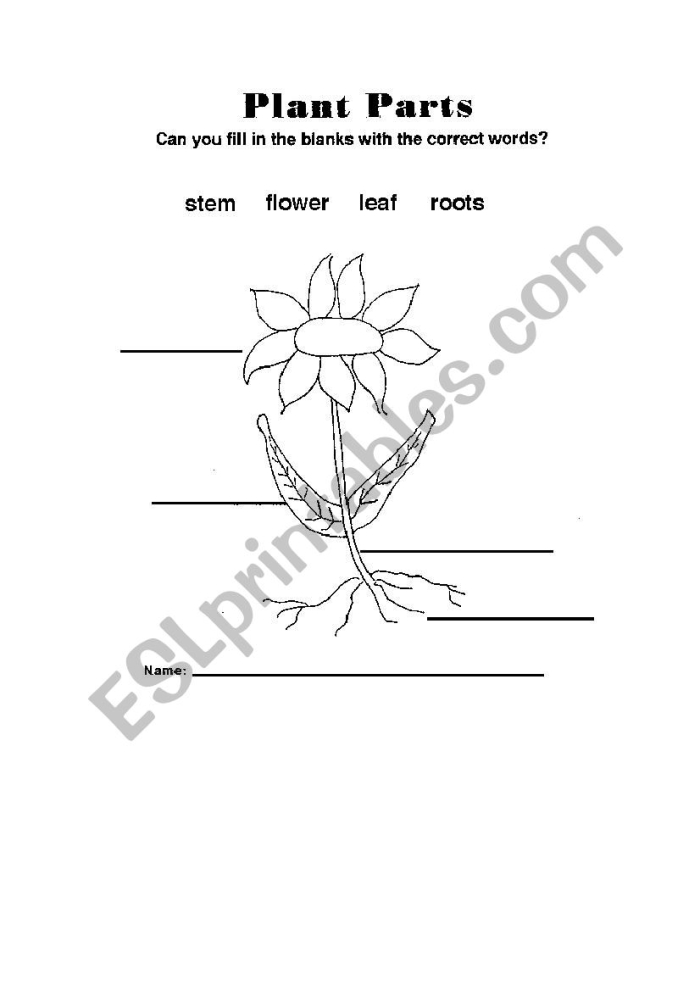 Engaging flower parts activity for Pre-K students to enhance their knowledge in physical science Colorful worksheet titled "Complete a Flower Fill-In!" designed for preschoolers to learn about flower parts