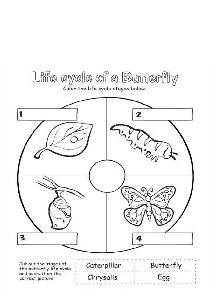 Fly, Butterfly, Fly! worksheet activity for young learners Butterflies tracing curved lines on a worksheet designed for Pre-K geometry