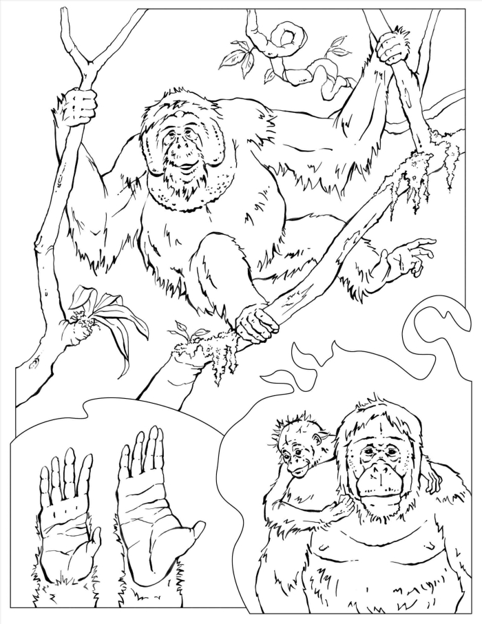 Reading worksheet for Pre-K Coloring page featuring Jane Goodall, the renowned scientist known for her work with chimpanzees. Inspiring worksheet for animal-loving Pre-K students.