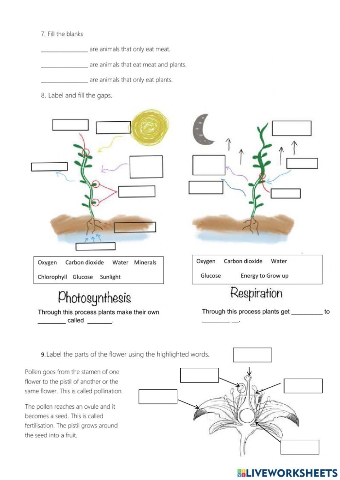 Living Things Worksheet for Pre-K Students - Image 6 Colorful worksheet for identifying living things in a fun way