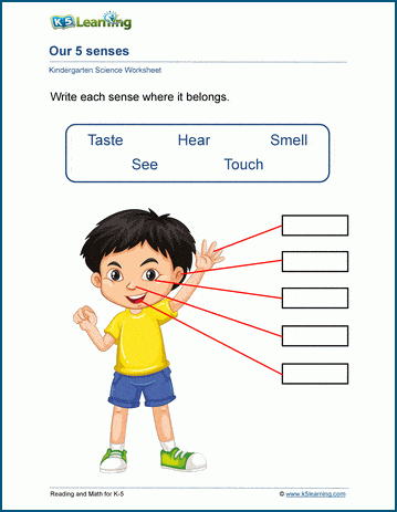 Worksheet featuring matching activities for the five senses, designed for Pre-K students. Your Five Senses: Matching 1 worksheet for early reading skills.