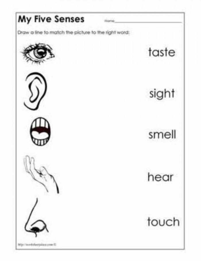 Illustration of a worksheet for matching senses to images in the My Five Senses Match-Up 1 activity