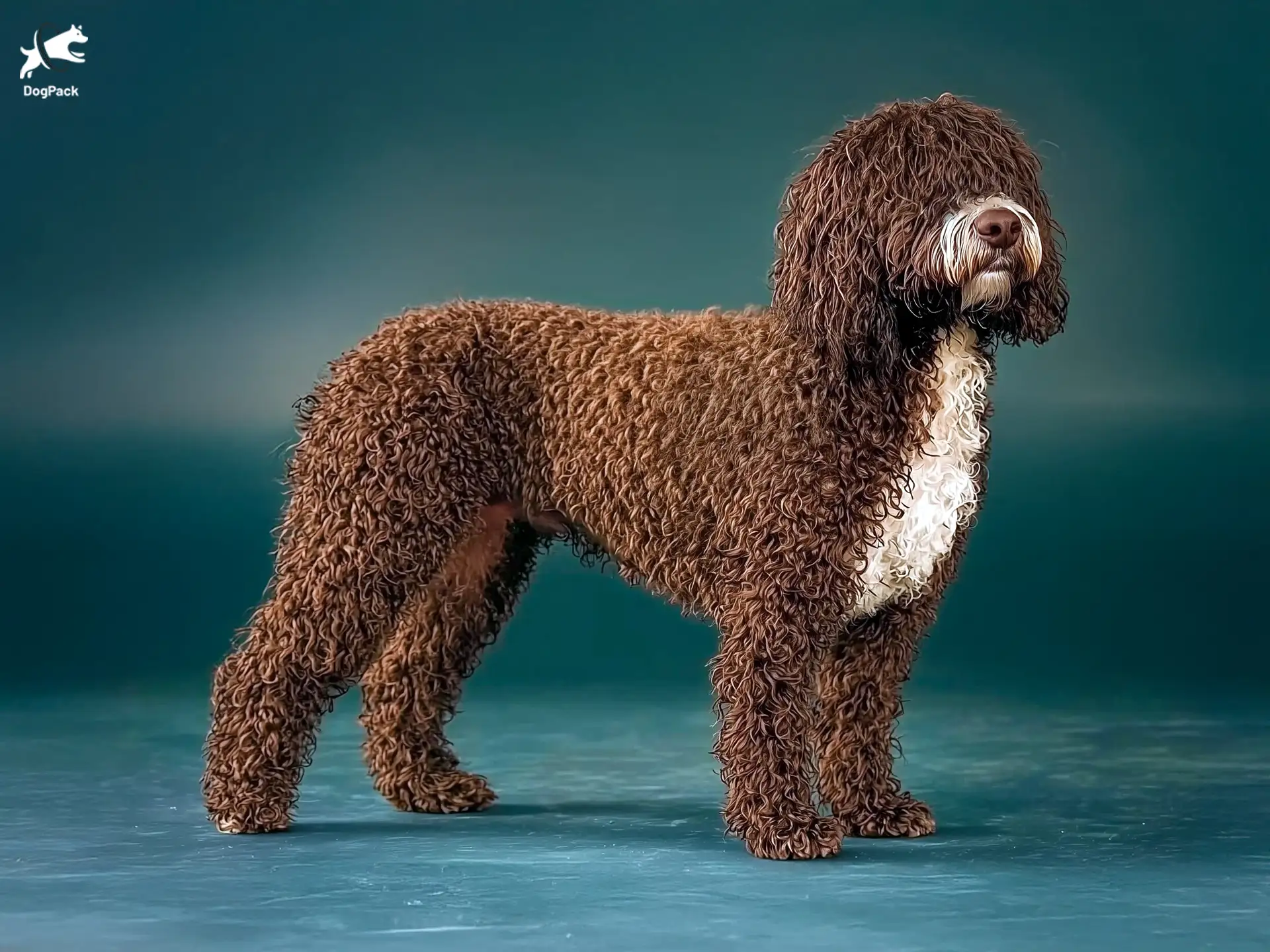 A fun worksheet for Pre-K kids to color a dog enjoying time in the pool