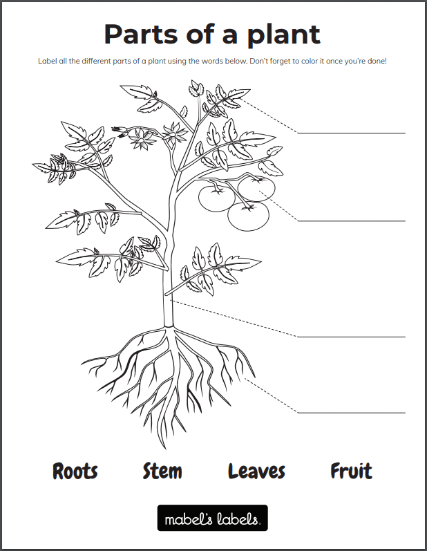 Preschool student coloring and cutting out colorful fruit shapes to plant in a garden worksheet activity