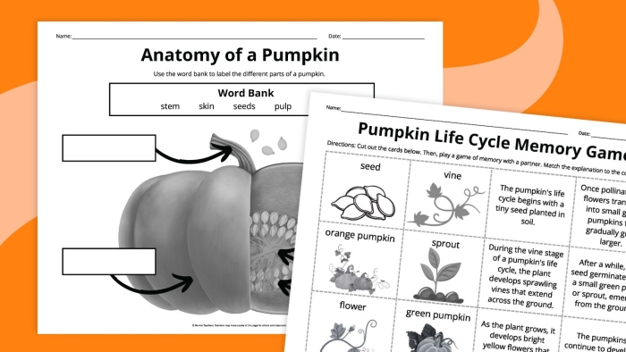 Colorful cut and paste pumpkin life cycle growth chart showing stages from seed to mature pumpkin for pre-K students