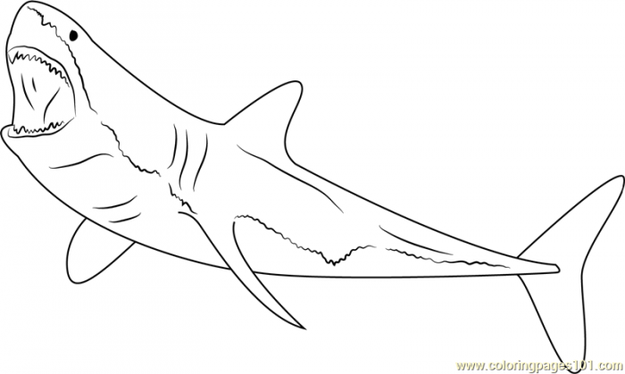 Coloring page for preschoolers featuring a detailed Great White Shark drawing