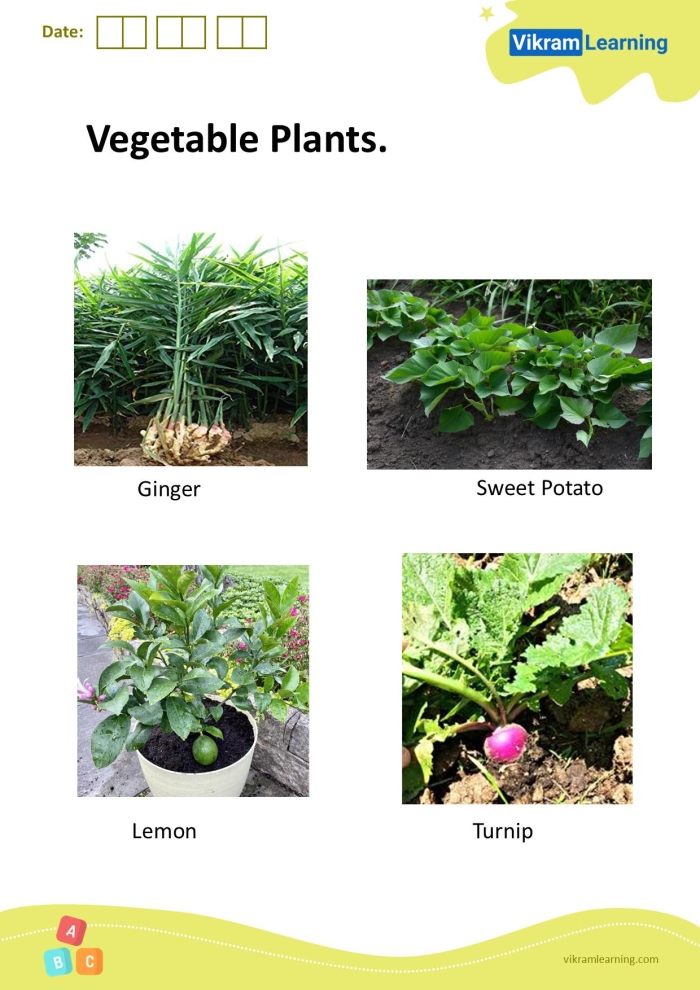 Pre-K student working on a Plant a Vegetable Garden worksheet with coloring and sorting activities