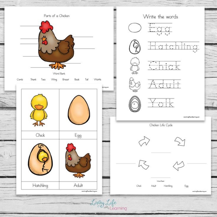 Cute cartoon chickens promoting preschool addition skills