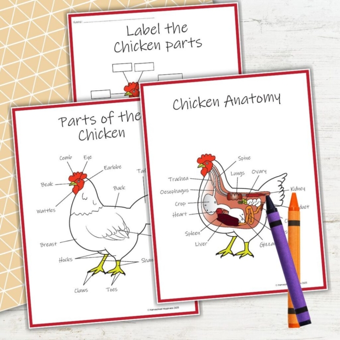Cute chickens illustrating addition concepts for preschoolers