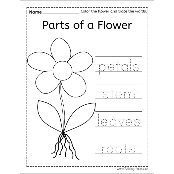 Engaging Complete a Flower Fill-In! worksheet for Pre-K students to test their knowledge of flowers Colorful worksheet featuring a flower fill-in activity for preschoolers to learn about flower parts