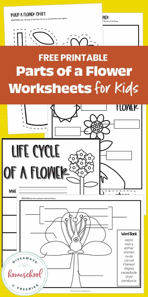 Engaging flower parts worksheet for Pre-K students to explore biology Colorful worksheet for preschoolers to complete a flower fill-in activity