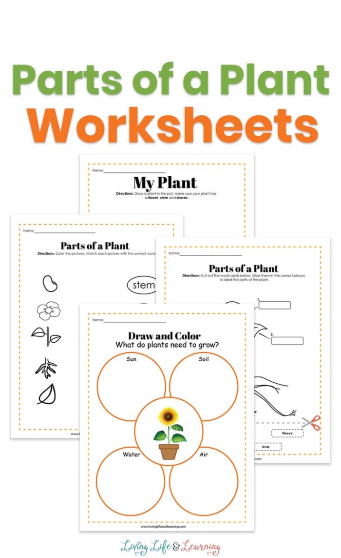 Pre-K alphabet activity featuring plant vocabulary with missing initial letters for sound practice Missing letters worksheet showing plant parts with blank spaces for preschoolers to practice beginning sounds and letter recognition