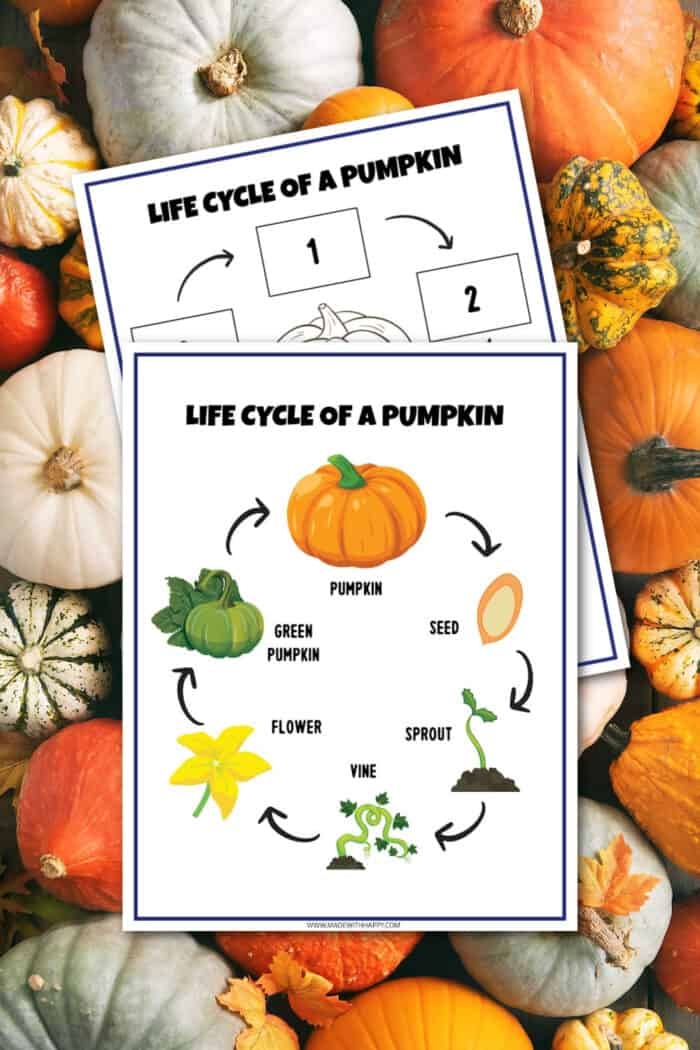 Preschool students learning the growth stages of a pumpkin with a cut and paste activity sheet